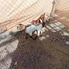 دواغير يرضع من اي شاه