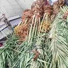نخل مثمر للبيع توصيل وزراعه