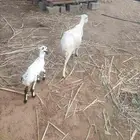 ضأن مناتيج
