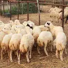 معنا رخال بلدي مضمون رقم واحد