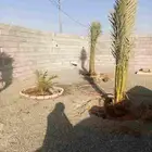 نخل للبيع برحي وسكري خلاص روثانه عجوه نخل الطايف جده مكه