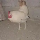 ديك البلدي عمر من سنه ونص لي سنتين صحه100 100