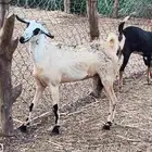 أعراض لكم معزه معها تيس بضاعة فاخر طيبة وسنها جدع