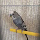 زوج روز وزوج بادجي للبيع او البدل