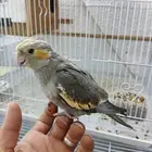 فرخ كروان اليف وهدد