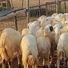 أعراض لكم رخال بلدي بضاعة طيبة