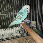 للبيع بادجي انجليزي