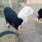 خروف نجدي