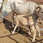 اعراض لكم بقره جرسي منتوج معها عجل وخبيش قرايب