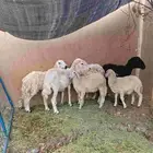 3 نعاج خلفات حري وسواكني