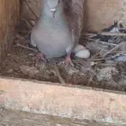 حمام هندي سليطي