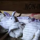 ارانب فرنسي ابيض