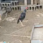 شامو ياباني