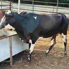 أعراض لكم بقر ثنتين جواميس وثنتين بلدي