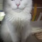للتبني قطه شيرازي