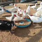 ذكور بط مسكوفي سوبر جامبو