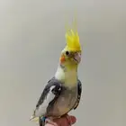 كروان أليف وهدد ومغرد