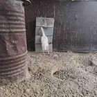 دجاج شامو علي سندي ابيض