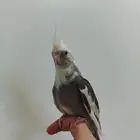 كروان اليف