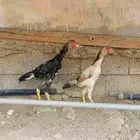 زوج فروخ شامو ياباني