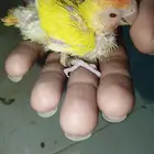 للبيع فروخ كروان وفروخ روز