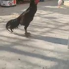 ديك سندي على كلام أهل الخبره بدايت شبابه