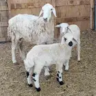 حريه حدرها توم خرفان.