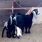 معزه عوارض متاويم العدد إثنين