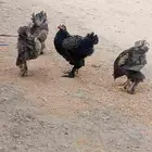 ديوك براهما