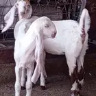 جفره وتيس هولنديات توم ماشاء الله تبارك