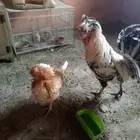 دجاج بولش زوج