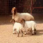 نعيمه متومه