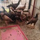 فروخ شامو ياباني للبيع