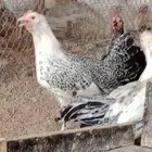 دجاج فرنسي بشاير