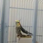 للبيع