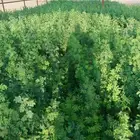 متوفر حاليا  أشجار ثمر وطلح وقرض أفريقي السعر 3 ريال