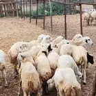 اعرض لك رخال بلدي مضمون رقم واحد