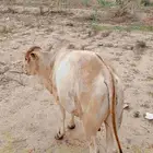 ثور للبيع