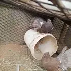 حمام امريكي رقاص جوز