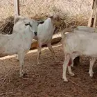 تيس بيشي عمر 9 شهور للبيع