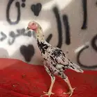 دجاجتين فوليا فاخر للآخر لا يفوتكم ماشاء الله
