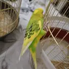 ببغاء اليف نص ونص