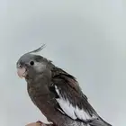 كروان أليف جدا ب 200 فقط