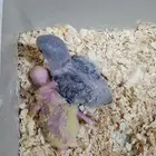 فروخ روز وفروخ كروان