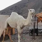 قعود اوضح مشرف على ثني