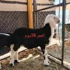 تم البيع 4 دواغير نجد ومنها تنفع مشاريع فحول