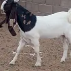 جذع حجازي طييب شرط القريع