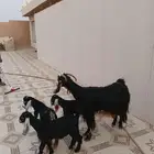 عنز عارضيه خلفه معها ثلاث