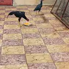دجاج باكستاني سندي بيور