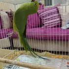 ااقمريه ااشارع العام امام العربية للعود